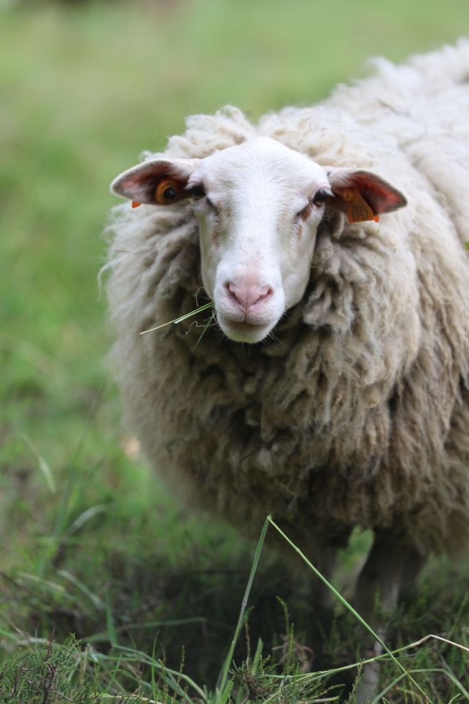 The Lord is still my&nbsp;shepherd